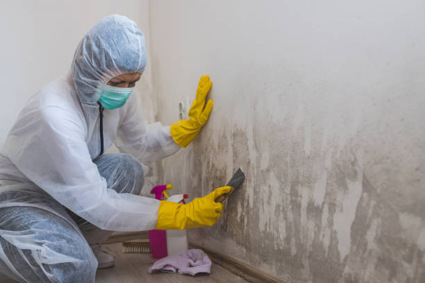 Best Basement Mold Removal  in Hodgenville, KY