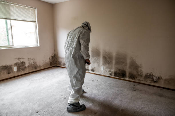 Best Mold Removal for HVAC Installations  in Hodgenville, KY